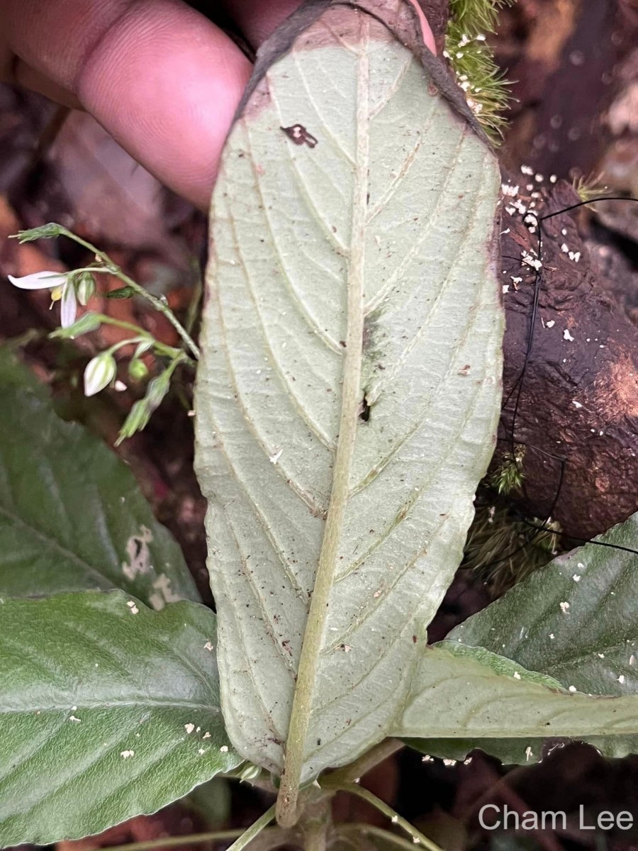 Championia reticulata Gardner